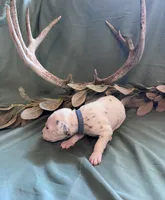 Blue boy, a male Dalmatian for sale in Buffalo, MO – 8 of 8