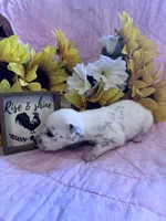 Purple girl , a female Dalmatian for sale in Buffalo, MO – 2 of 4