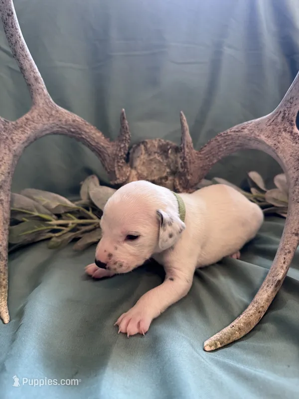 Green boy  – Dalmatian puppy for sale in Buffalo, MO