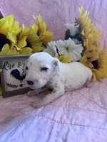 Yellow girl , a female Dalmatian for sale in Buffalo, MO – 3 of 5