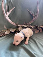 Blue boy, a male Dalmatian for sale in Buffalo, MO – 5 of 8