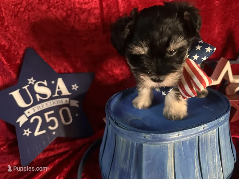 Liberty  – Miniature Schnauzer puppy for sale in Dayton, TX