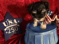 Liberty , a female Miniature Schnauzer for sale in Dayton, TX – 1 of 2