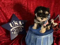 Winston, a male Miniature Schnauzer for sale in Dayton, TX – 2 of 2