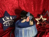Liberty , a female Miniature Schnauzer for sale in Dayton, TX – 2 of 2
