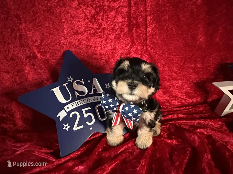 Winston – Miniature Schnauzer puppy for sale in Dayton, TX
