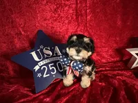 Winston, a male Miniature Schnauzer for sale in Dayton, TX – 1 of 2