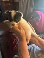 Tippy, a female Chihuahua for sale in New Cumberland, WV – 2 of 4