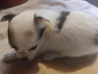 Sweetie, a female Chihuahua for sale in New Cumberland, WV – 1 of 2