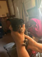 Romeo , a male Chihuahua for sale in New Cumberland, WV – 2 of 2