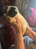 Tippy, a female Chihuahua for sale in New Cumberland, WV – 2 of 3