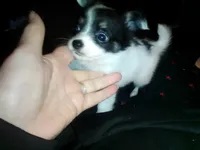 Tippy, a female Chihuahua for sale in New Cumberland, WV – 1 of 4