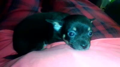 Romeo, a male Chihuahua for sale in New Cumberland, WV – 2 of 2