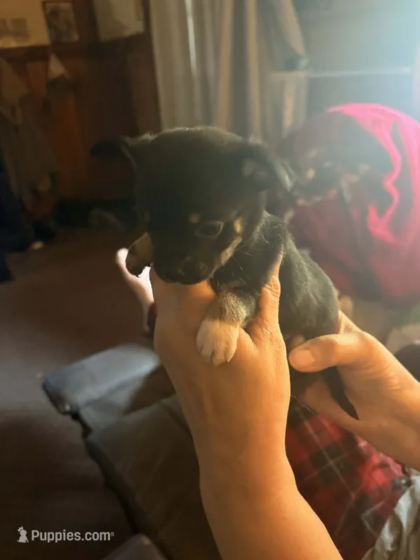 Romeo  – Chihuahua puppy for sale in New Cumberland, WV