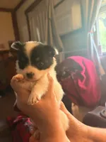 Tippy, a female Chihuahua for sale in New Cumberland, WV – 3 of 3