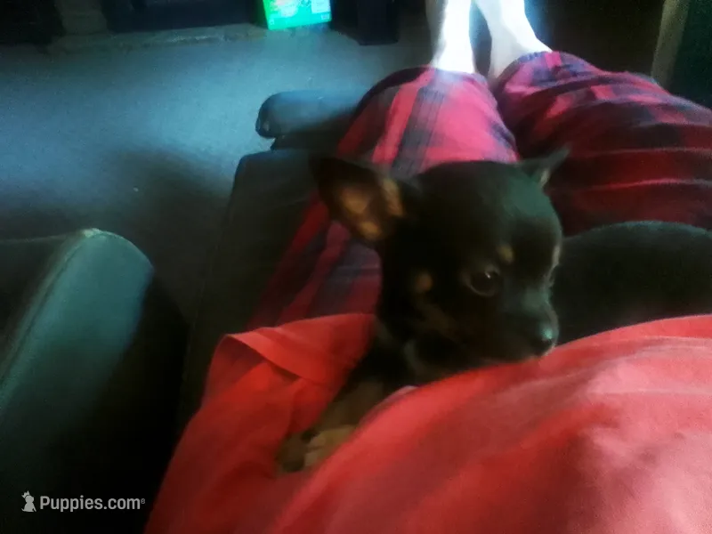 Romeo – Chihuahua puppy for sale in New Cumberland, WV