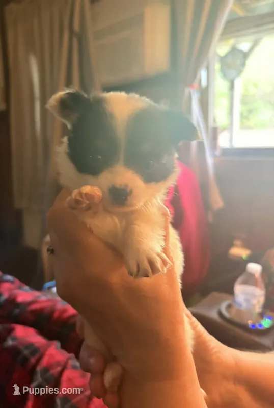 Tippy – Chihuahua puppy for sale in New Cumberland, WV