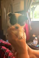 Tippy, a female Chihuahua for sale in New Cumberland, WV – 1 of 3