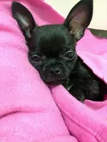 Rookie , a female Chihuahua for sale in New York City, NY – Photo 3 of 10