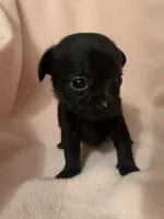 Rookie , a female Chihuahua for sale in New York City, NY – Photo 8 of 10