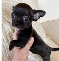 Rookie , a female Chihuahua for sale in New York City, NY – Photo 2 of 10