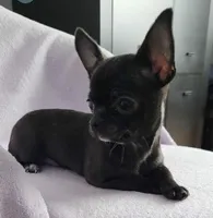 Rookie , a female Chihuahua for sale in New York City, NY – Photo 6 of 10