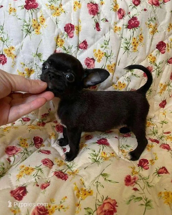 Rookie  – Chihuahua puppy for sale in New York City, NY