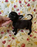 Rookie , a female Chihuahua for sale in New York City, NY – Photo 1 of 10