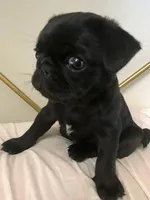 Rookie , a female Chihuahua for sale in New York City, NY – Photo 9 of 10