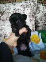 Rookie , a female Chihuahua for sale in New York City, NY – Photo 7 of 10