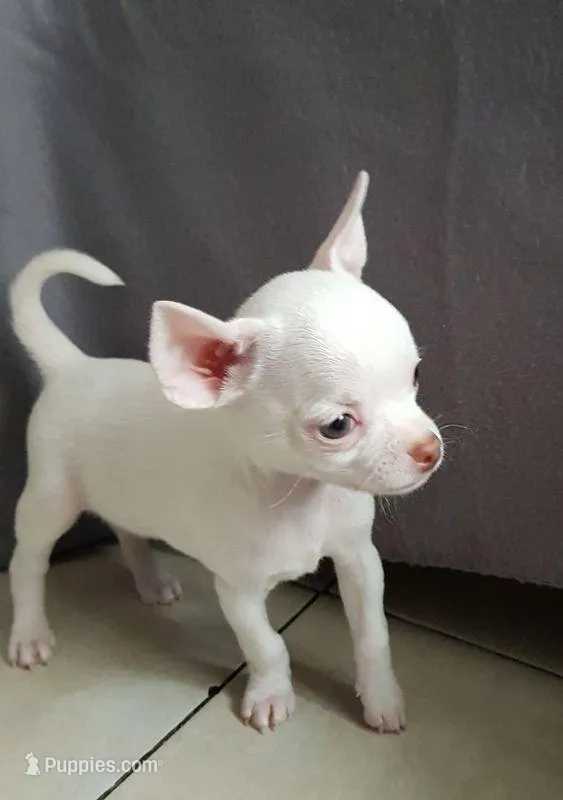 Bella  – Chihuahua puppy for sale in New York City, NY