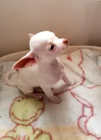 Bella , a female Chihuahua for sale in New York City, NY – Photo 3 of 4