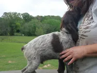 Purple collar, a male Wirehaired Pointing Griffon for sale in Henderson, TX – Photo 2 of 3
