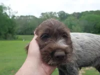 Purple collar, a male Wirehaired Pointing Griffon for sale in Henderson, TX – Photo 1 of 3
