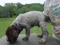 Purple collar, a male Wirehaired Pointing Griffon for sale in Henderson, TX – Photo 3 of 3