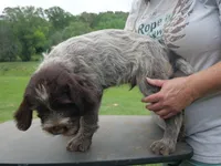 Blue collar, a female Wirehaired Pointing Griffon for sale in Henderson, TX – Photo 2 of 3