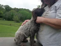 Blue collar, a female Wirehaired Pointing Griffon for sale in Henderson, TX – Photo 3 of 3