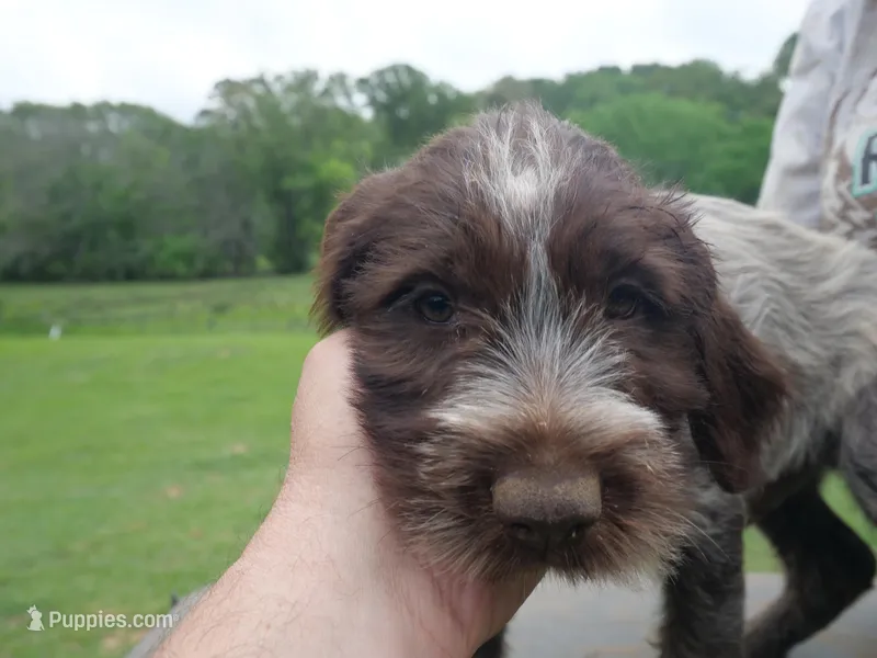 Blue collar – Wirehaired Pointing Griffon puppy for sale in Henderson, TX