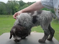 Cream collar, a male Wirehaired Pointing Griffon for sale in Henderson, TX – Photo 2 of 2
