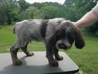 Cream collar, a male Wirehaired Pointing Griffon for sale in Henderson, TX – Photo 1 of 2
