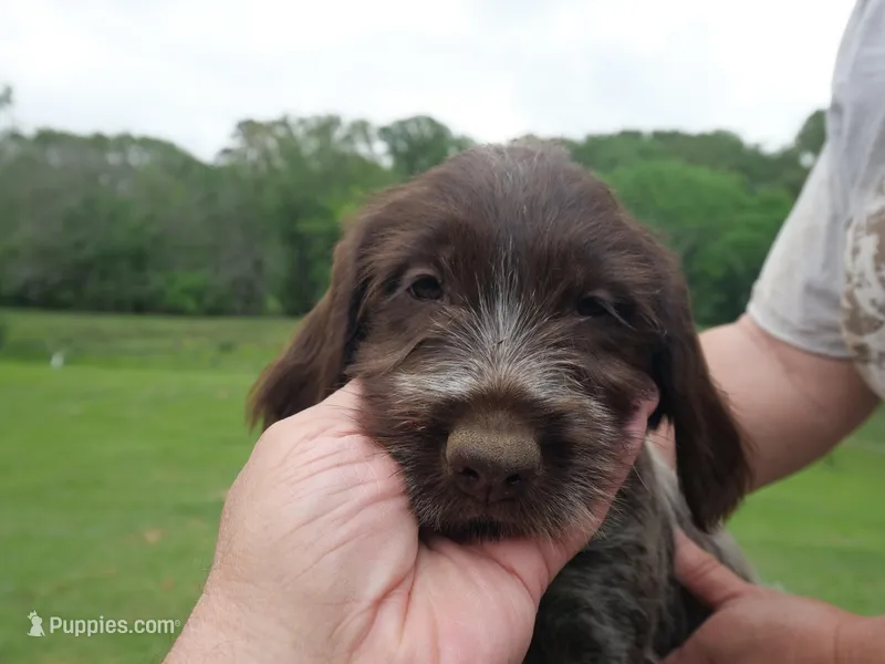 Yellow collar – Wirehaired Pointing Griffon puppy for sale in Henderson, TX
