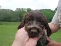Yellow collar, a female Wirehaired Pointing Griffon for sale in Henderson, TX – Photo 1 of 3