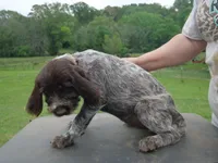 Yellow collar, a female Wirehaired Pointing Griffon for sale in Henderson, TX – Photo 3 of 3