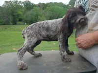 Yellow collar, a female Wirehaired Pointing Griffon for sale in Henderson, TX – Photo 2 of 3
