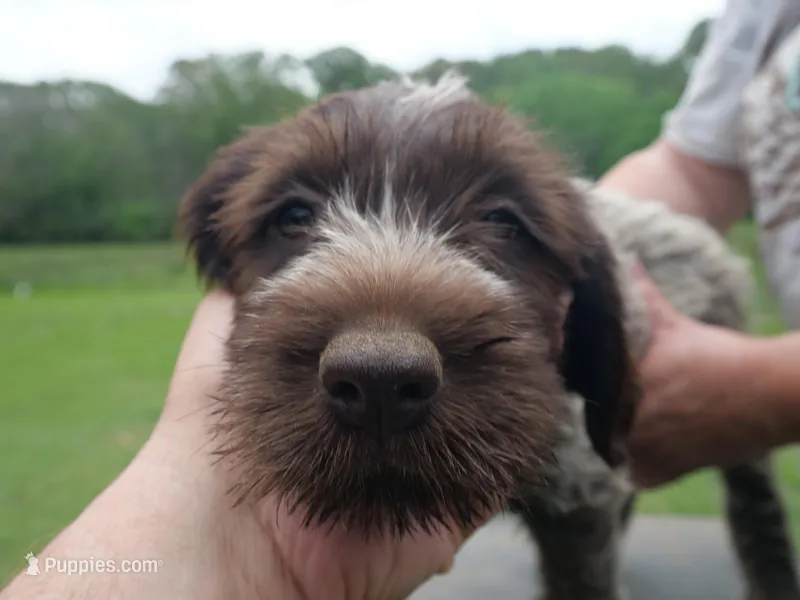 black collar – Wirehaired Pointing Griffon puppy for sale in Henderson, TX