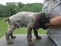 black collar, a male Wirehaired Pointing Griffon for sale in Henderson, TX – Photo 3 of 3