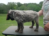 black collar, a male Wirehaired Pointing Griffon for sale in Henderson, TX – Photo 2 of 3