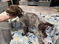 Purple collar, a male Wirehaired Pointing Griffon for sale in Henderson, TX – 4 of 4
