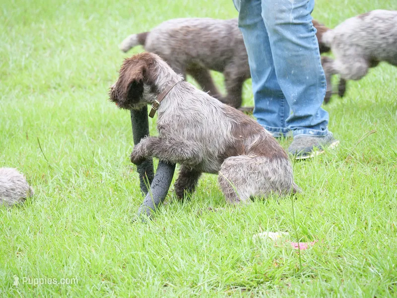 Brown collar – Wirehaired Pointing Griffon puppy for sale in Henderson, TX