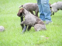 Brown collar, a male Wirehaired Pointing Griffon for sale in Henderson, TX – 1 of 1